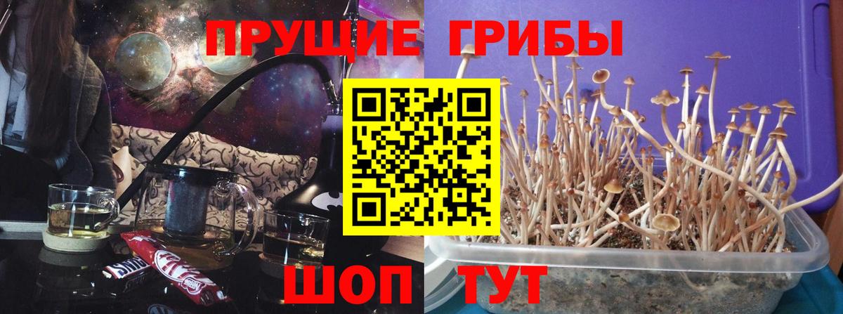 Электросталь  Псилоцибиновые грибы GOLDEN TEACHER  Псилоцибиновые грибы мицелий  Вход с VPN 